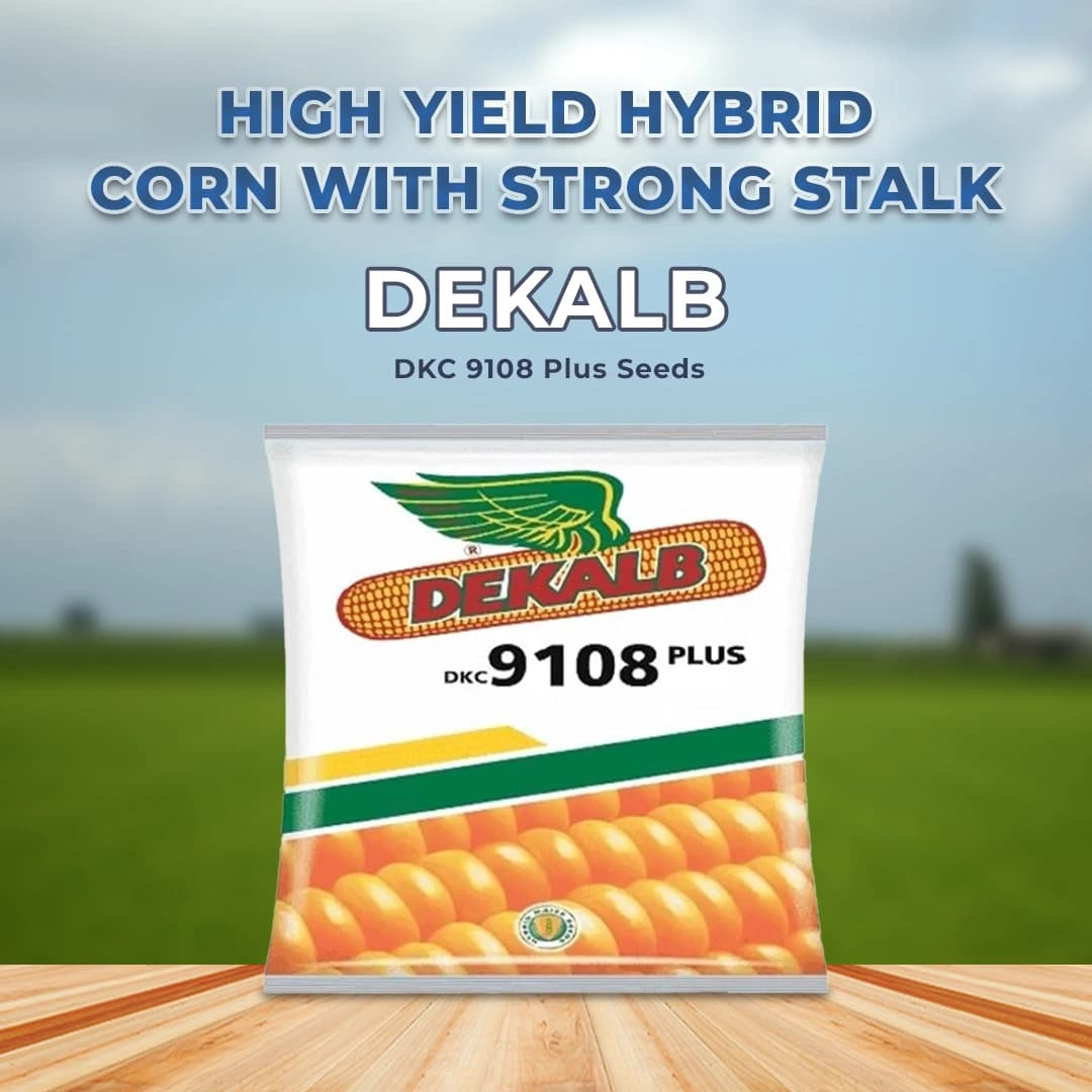 Bayer Dekalb Corn DKC 9108 Plus Seeds, High Yielding Spring Hybrid, Corn Seeds - Image 2