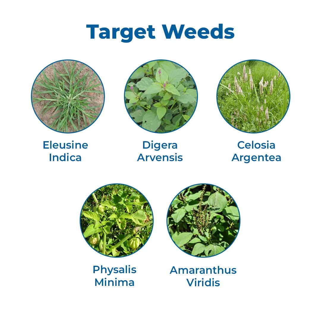 PI Industries Elite Topramezone 33.6 % SC, Corn Specific Early Post Emergent Herbicide - Image 3