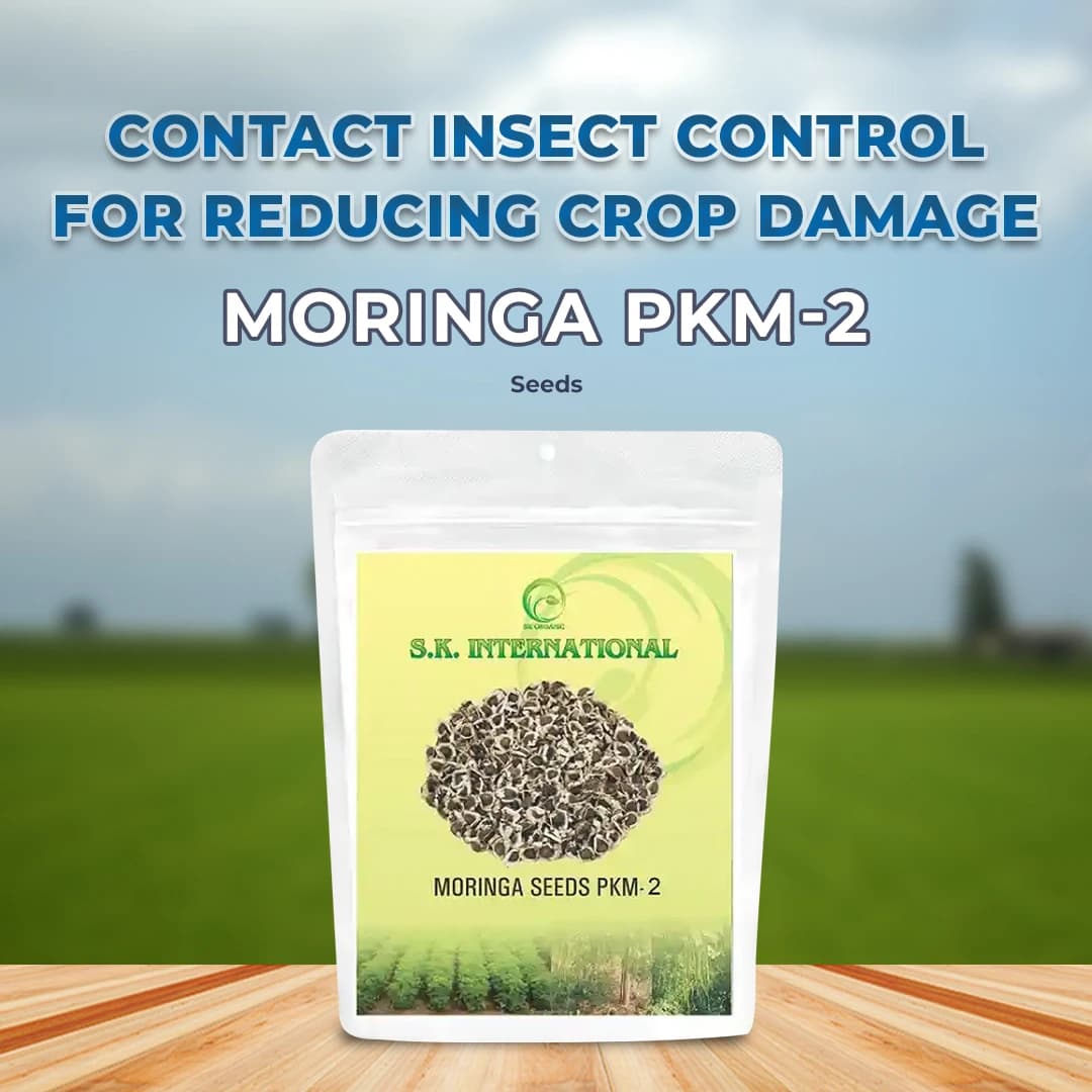 S.K. International PKM-2 Moringa Seeds - Drumstick Seeds - Image 2