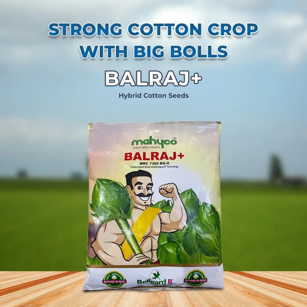 Mahyco Balraj+ MRC 7365 BG-II Hybrid Cotton Seeds, Kapas Ke Beej, High Yield, Easy Picking (475 Gm) - Image 2