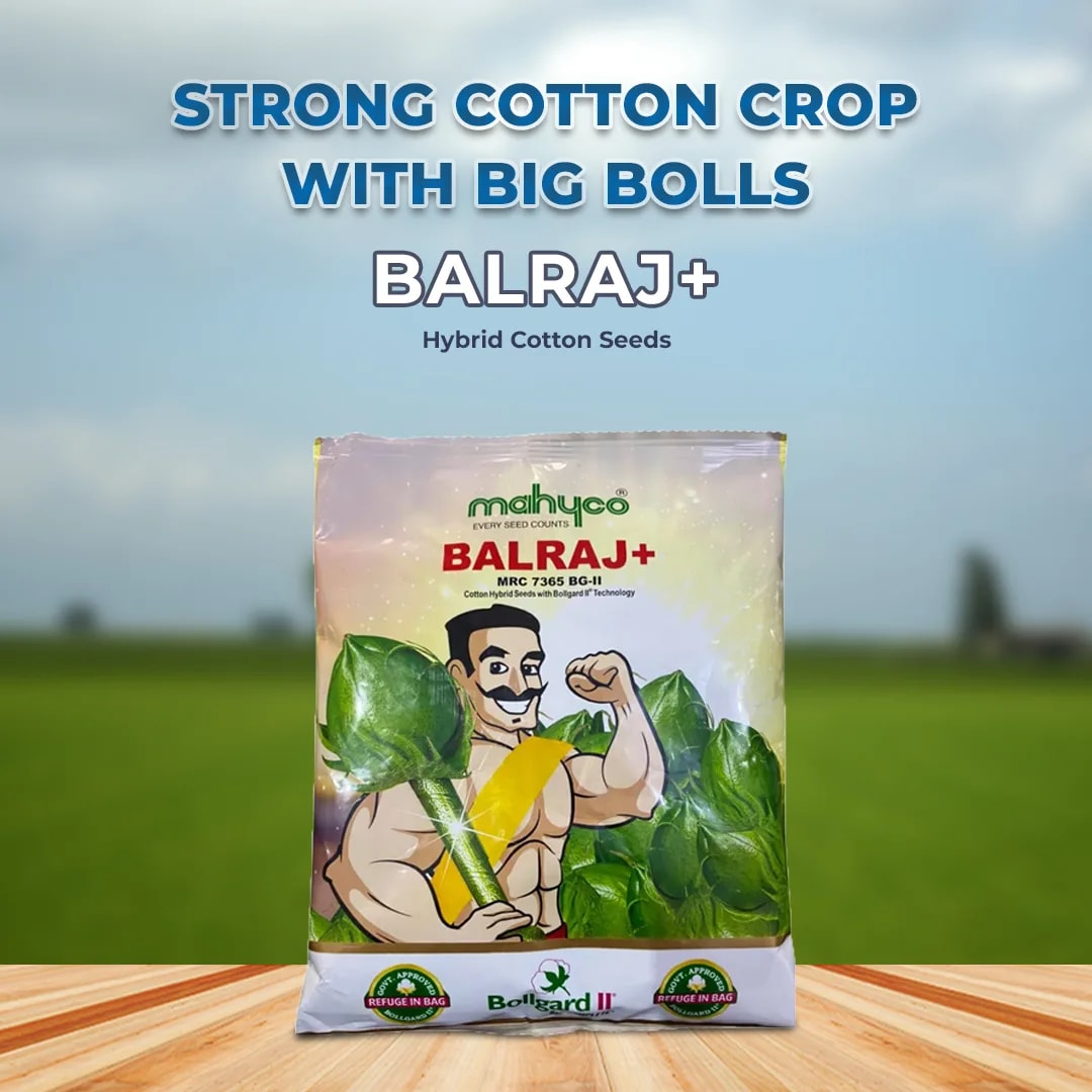Mahyco Balraj+ (MRC 7365 BG II) Cotton Seeds - Kapas Ke Beej, High Yield, Easy Picking (475 Gm)