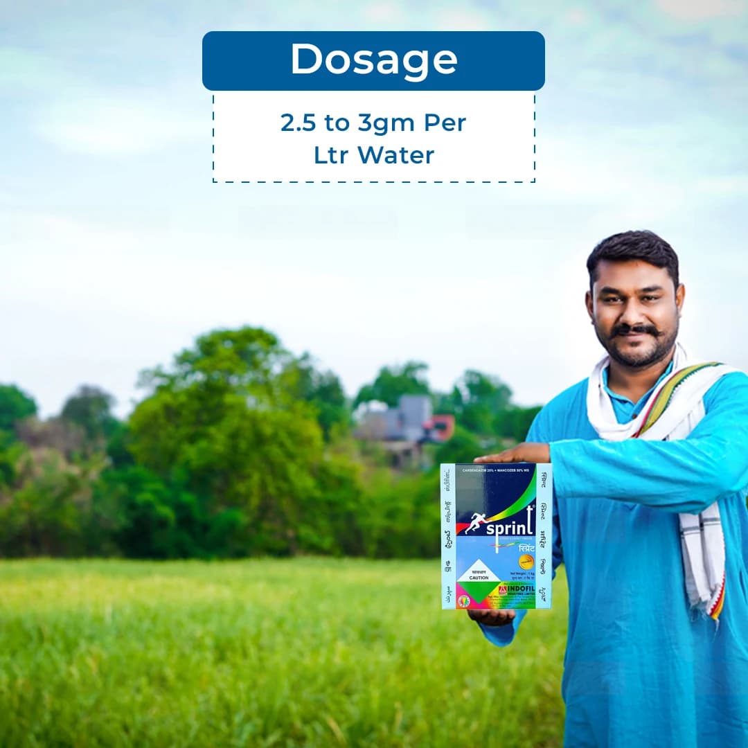 इंडोफिल स्प्रिंट कार्बेन्डाजिम 25% + मैन्कोजेब 50% डब्ल्यूएस, व्यापक स्पेक्ट्रम संपर्क और प्रणालीगत कवकनाशी। - Image 5