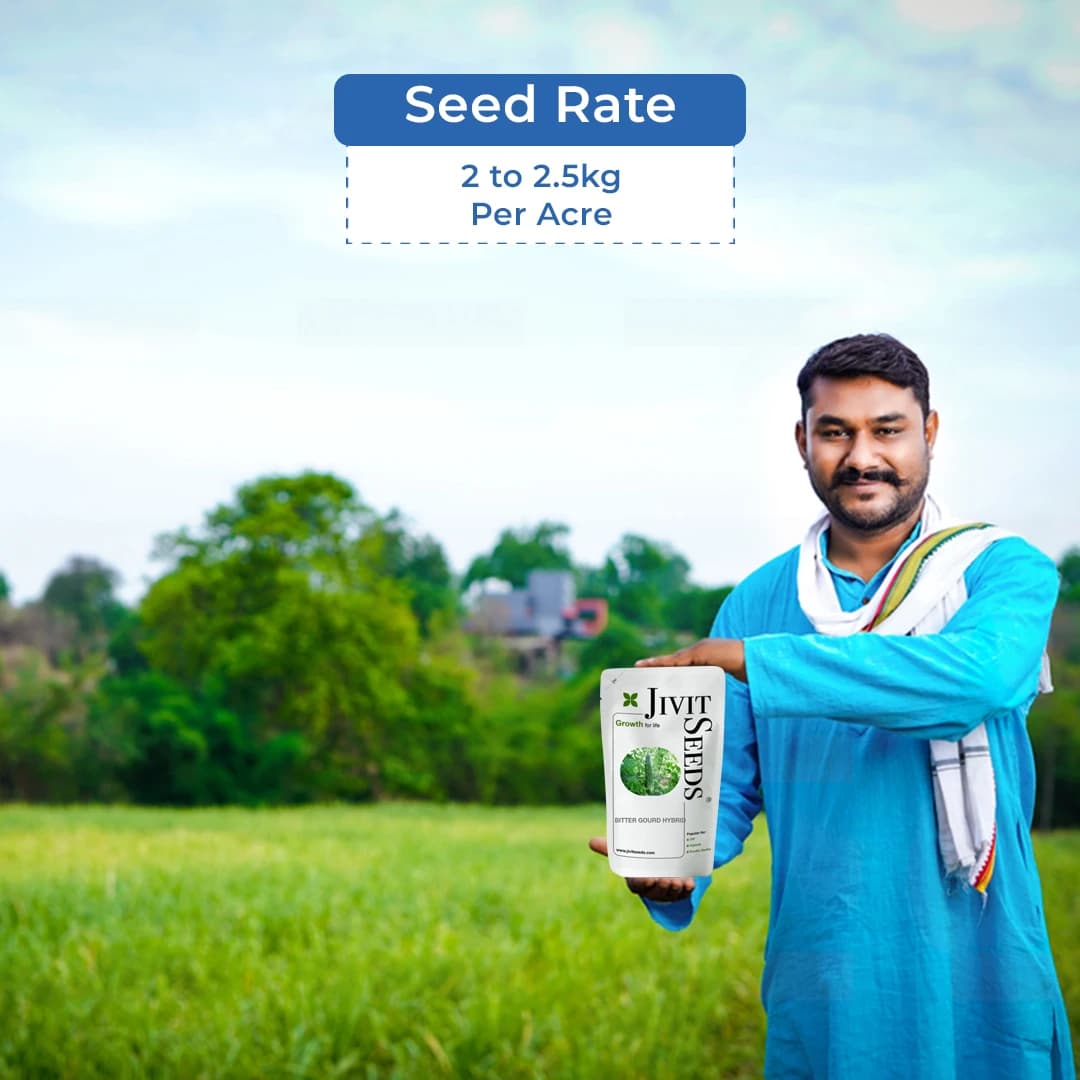 Jivit Hybrid F1 JS 7748 Bitter Gourd Seeds. Sharp Candle Drop Like Fruit with Vigorous Dark Green Colour - Image 5