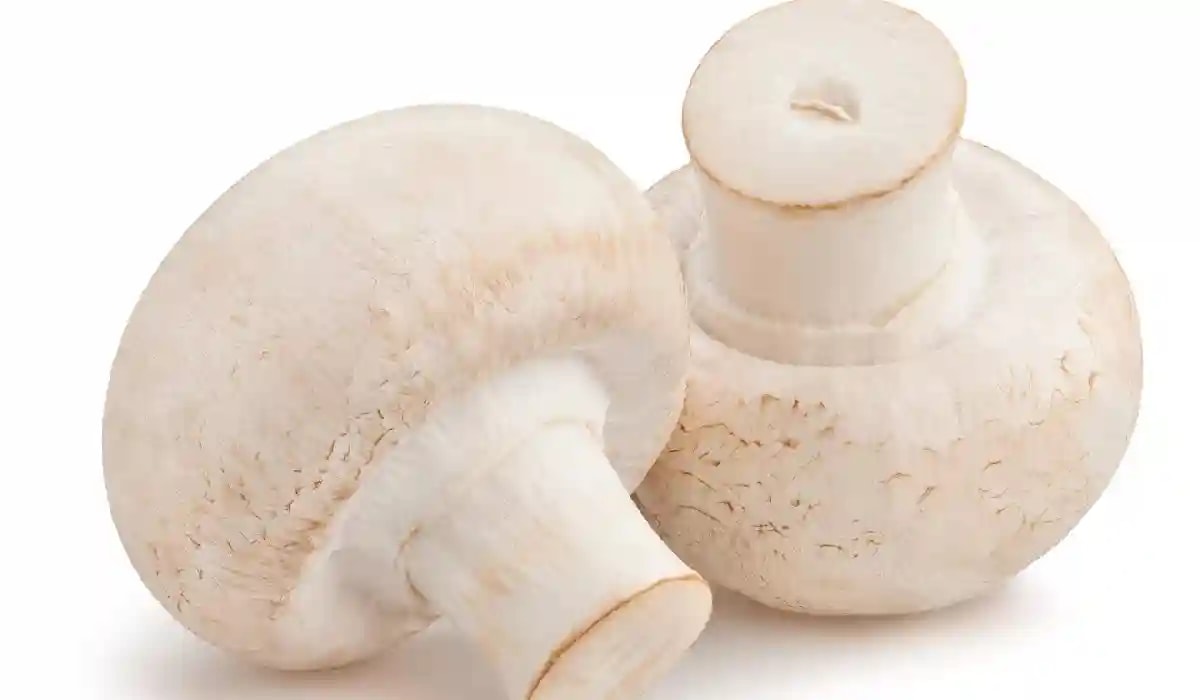 SporeKart White Button Mushroom Culture In Test-Tube, 100 % Clean, Ideal For Spawn Production.