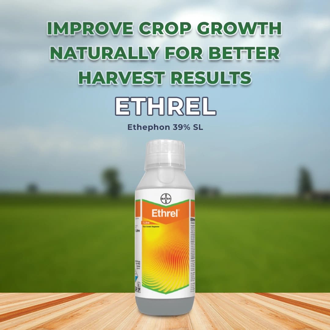 Bayer Ethrel Ethephon 39% SL, Plant Growth Regulator, Which Improves Colouration And Accelerates Uniform Ripening Of Fruits - Image 2
