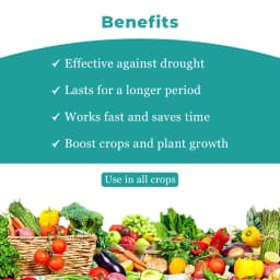 FOREVER - Special Plant Growth Promoter, Yield Enhancer, and Plant Immunity Booster (Humic Acid + Amino Acid + Seaweed Extract + Fulvic + Cytokinin) 4