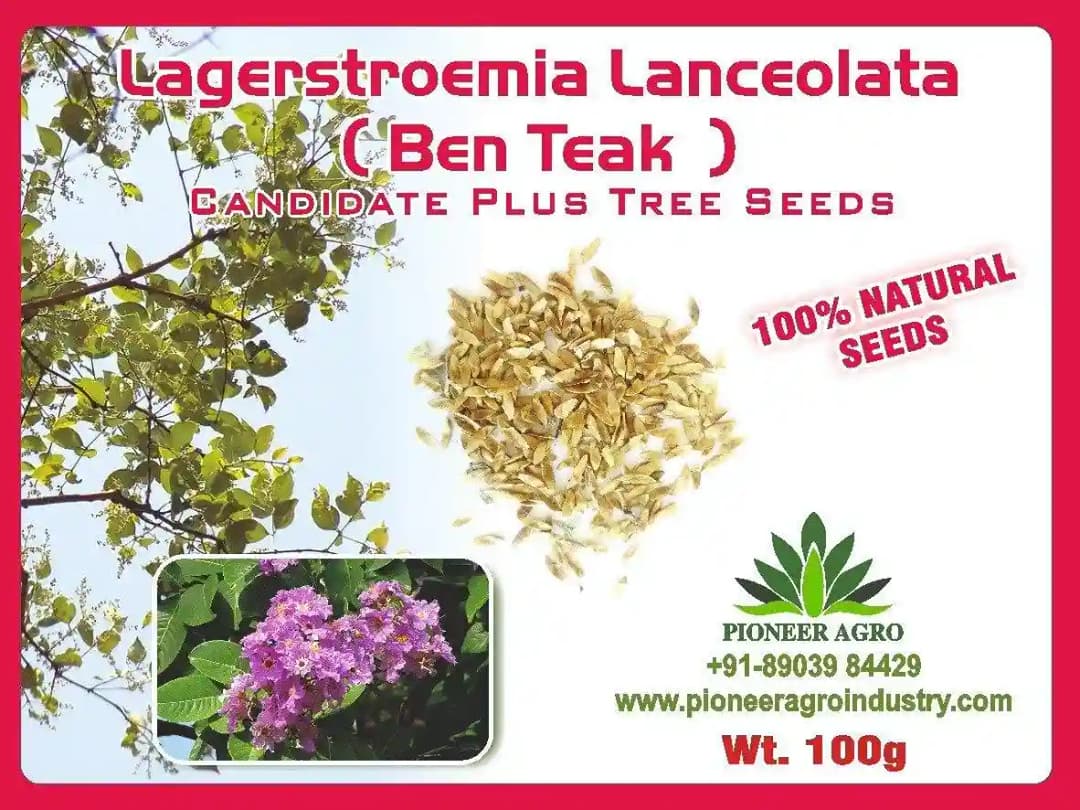 Largerstroemia Lanceolata (Ben Teak) Tree Seeds. A species of tree in the family Lythraceae.