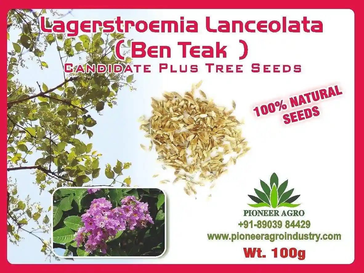 Largerstroemia Lanceolata (Ben Teak) Tree Seeds. A species of tree in the family Lythraceae.