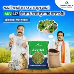Advanta ADV 427 F1 Hybrid Mustard Seeds, Good Oil Percentage 4