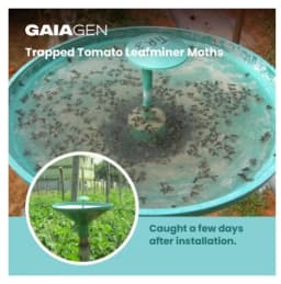 Gaiagen Pheromone Lure For Tomato Leafminer Tuta Absoluta And Insect Water Trap 1.6L, IMO Certified. 4