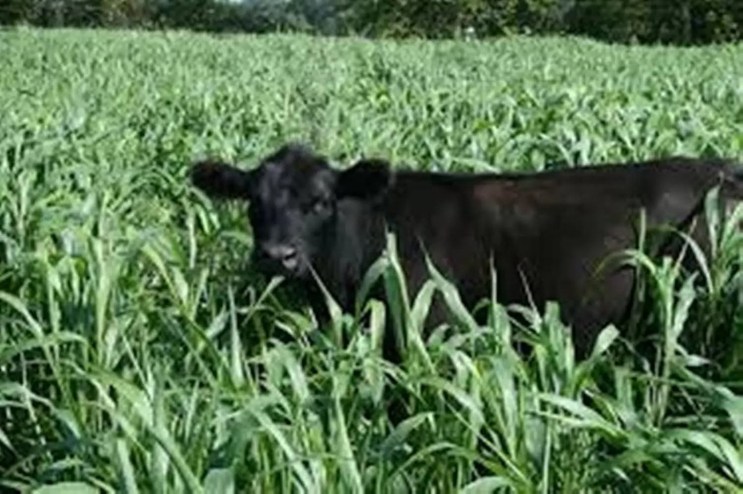 Sri Sai Forestry Sorghum Sudan Grass Fodder Seeds For Goat And Cow, Red Sudan Multi Cut Grass Seeds - Image 9