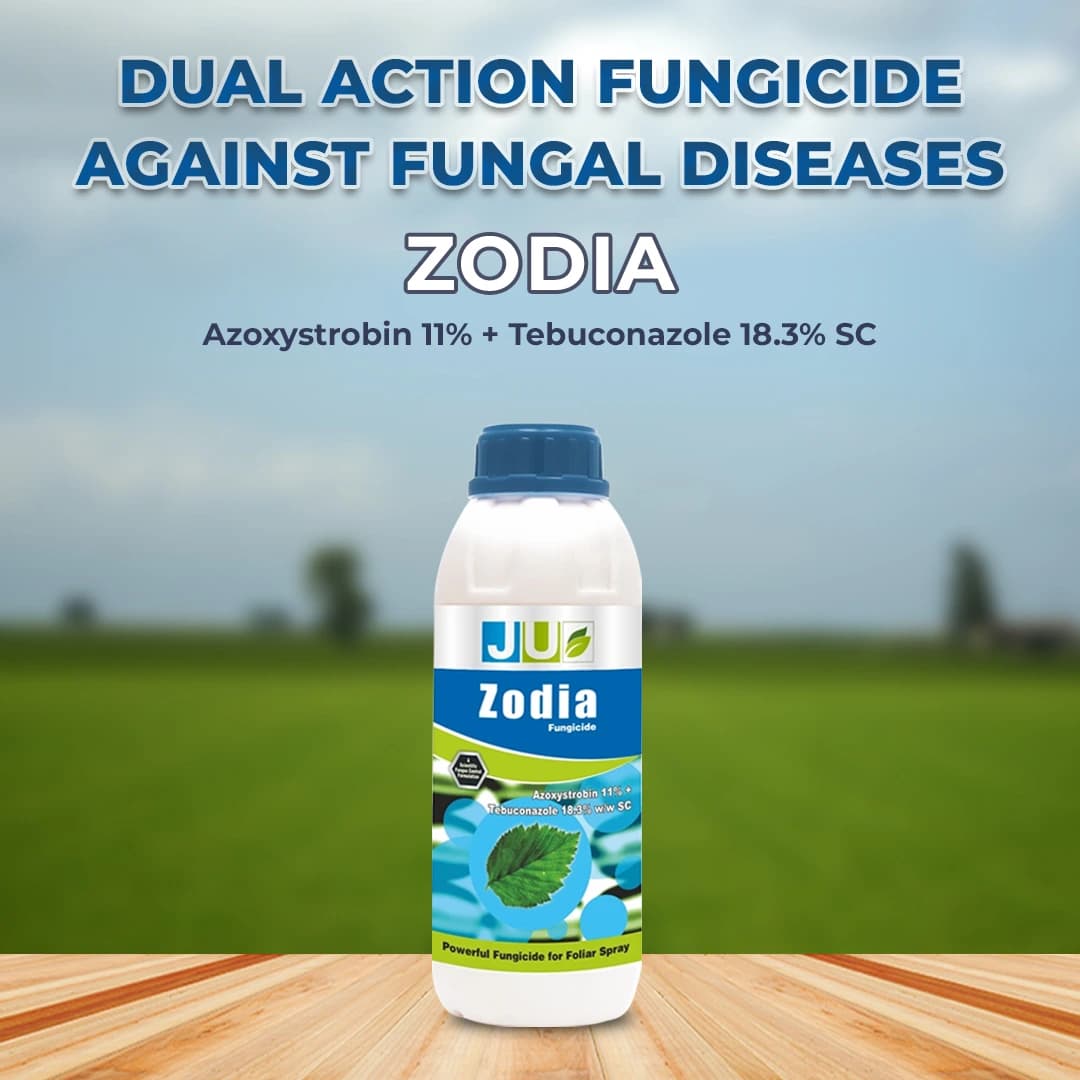 Ju Zodia Azoxystrobin 11% + Tebuconazole 18.3% SC, Dual Mode Of Action Fungicide - Image 2