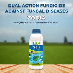 Ju Zodia Azoxystrobin 11% + Tebuconazole 18.3% SC, Dual Mode Of Action Fungicide 2