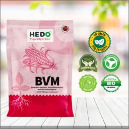 HEDO BVM (Beauveria bassiana + Verticillum Lecanii + Metarhizium Anisopliae) Powder For Agriculture, Garden & All Crops To Control Aphids 5