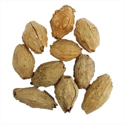 RK Seeds Melia Dubia Seeds, Malabar Neem Treated Seeds. Multipurpose Use, Fast Growing tree ,Malaivembu tree seed ,plywood and pulp wood tree seeds 1
