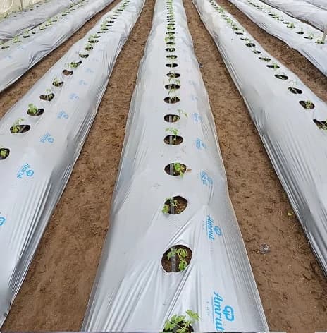 Mulching Film Roll (1m Width x 400m Width) - Image 4