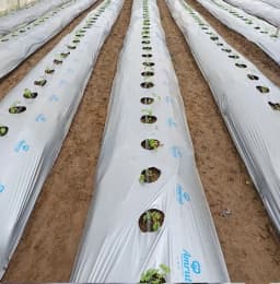 Global Polyplast Mulch Film, Mulching Sheet (1 Meter width x 400 Meters length) 4