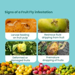 SK Agrotech Bactrocera Dorsalis Mac Phil Trap With Fruit Fly Lure - Effective Solution For Mango, Papaya, Pomegranate, Etc. 5