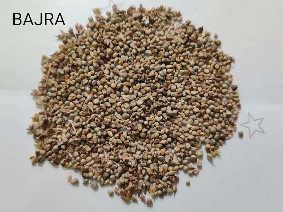 Sri Sai Forestry Bajra Napier Hybrid Grass Seeds, Multi Cut Grass Seed and Animal Fodder - Image 3