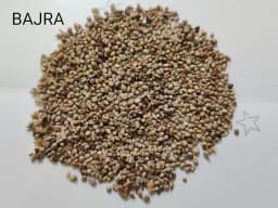 Sri Sai Forestry Bajra Napier Hybrid Grass Seeds, Multi Cut Grass Seed and Animal Fodder 3
