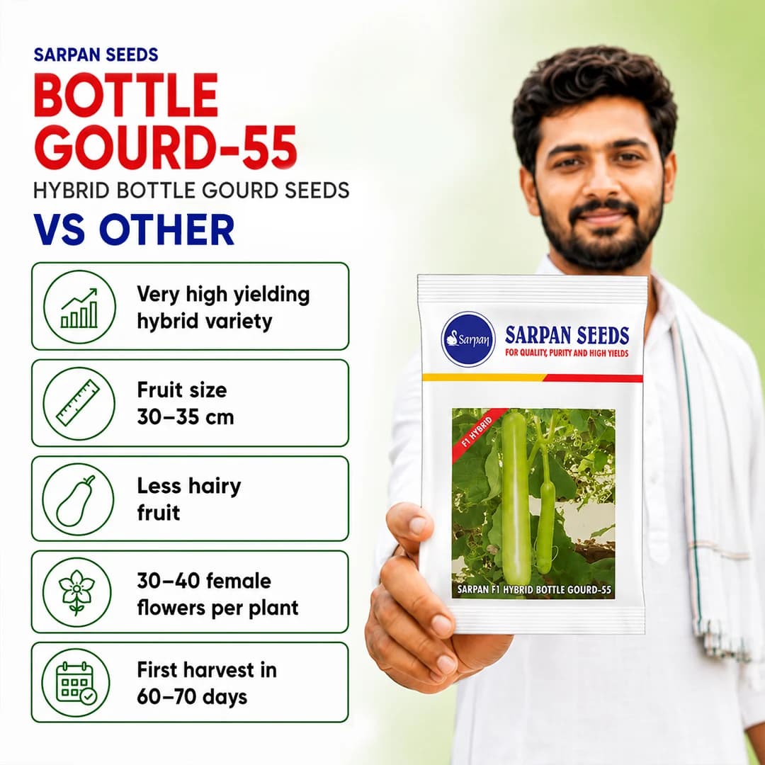 सरपन एफ1 हाइब्रिड लौकी-55, बहुत अधिक उपज, कम बालों वाला फल हरा रंग, सभी मौसमों के लिए - Image 3