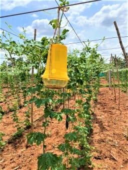 SK Agrotech Bactrocera Dorsalis Fruit Fly Pheromone Trap With Lure - Effective Solution For Mango, Papaya, Sapota, Etc. 3