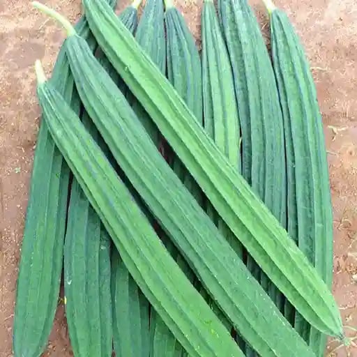 Urja Ridge Gourd Seeds, Jaipur Long, Cucurbits, Dark Green Colored Fruits