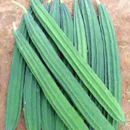 Urja Ridge Gourd Seeds, Jaipur Long, Cucurbits, Dark Green Colored Fruits 1