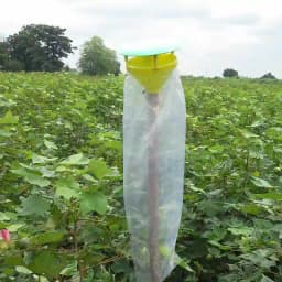 Funnel Trap with Spodo O Lure (Spodoptera Litura Pheromone) For Tobacco, Cotton, Red gram, Tomato and Chilli. 1