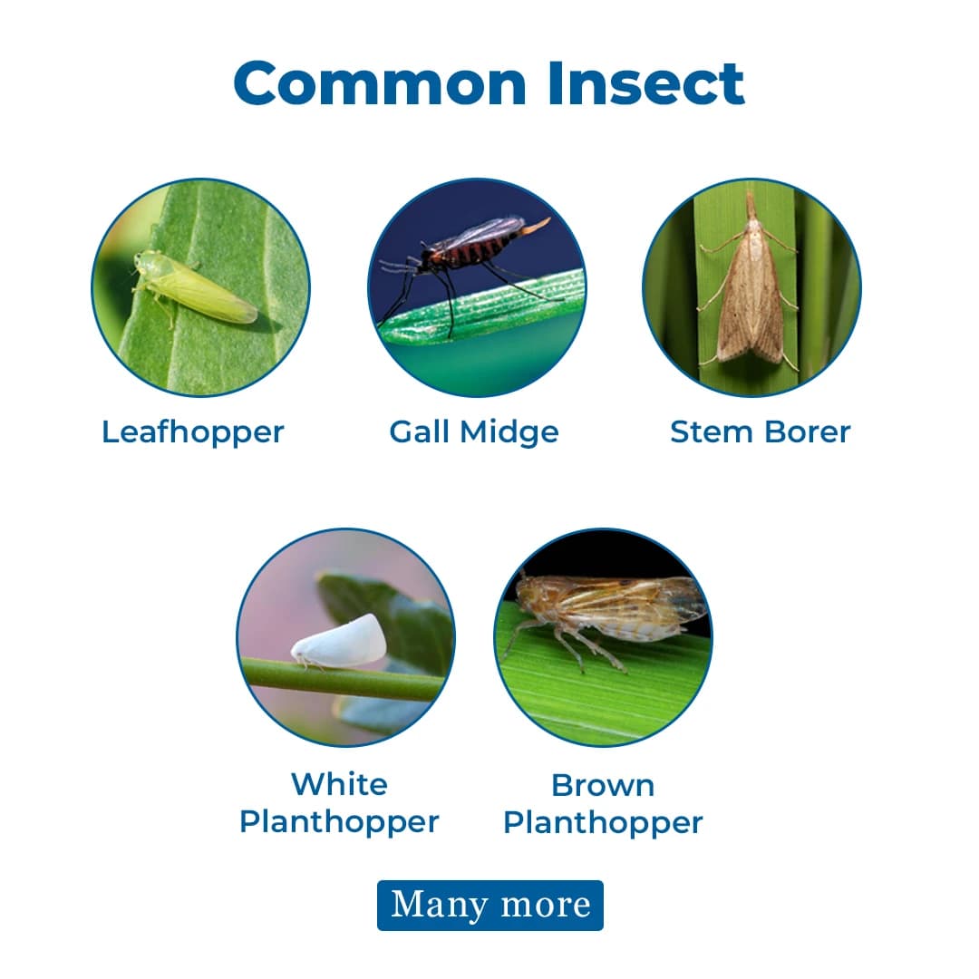 FMC Marshal Insecticide - Image 3