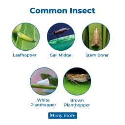 FMC Marshal Carbosulfan 25% EC. A Systemic, Broad-Spectrum Carbamate Insecticides. 3