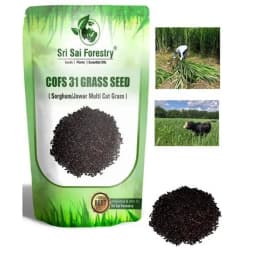 Sri Sai Forestry COFS 31 Grass Seeds For Goat And Cow, Multi Cut Fodder Seed 5