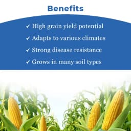Maize Seeds 333 Hybrid - CP Seeds, Makka Ke Beej, High Yielding, Deep Kernels 3