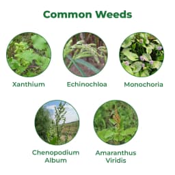 Swal Trishuk 2,4-D Sodium Salt 440 Metribuzin 350 Pyrazosulfuron-Ethyl 10 WG One-shot solution for weed management in sugarcane 4