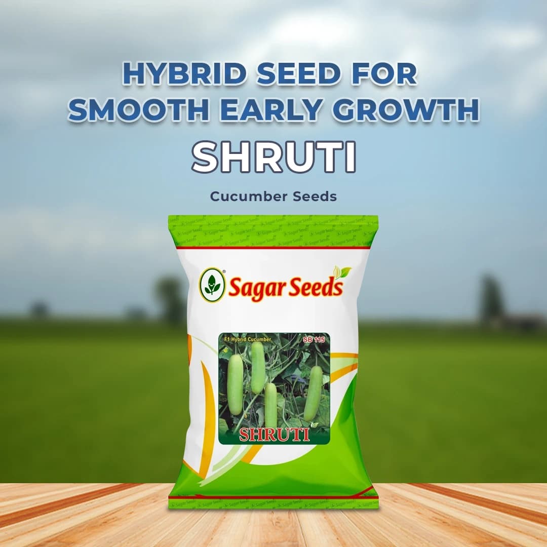 Sagar Shruti Cucumber (Kheera) Seeds - Image 2