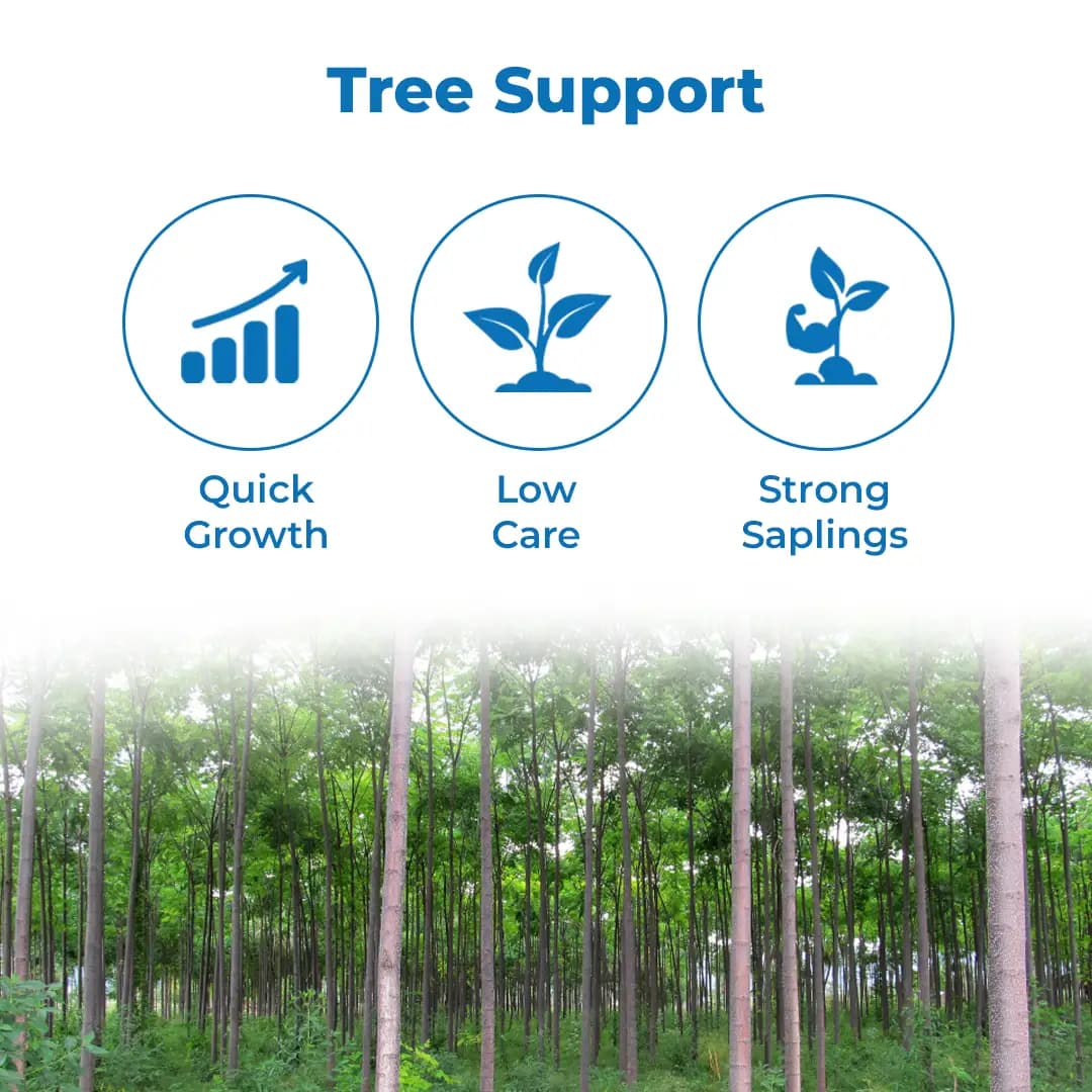 श्री साई फॉरेस्ट्री - मेलिया ड्यूबिया के बीज, मलाबार नीम के बीज, तेज़ी से बढ़ने वाला वृक्ष - Image 3