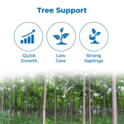 श्री साई फॉरेस्ट्री - मेलिया ड्यूबिया के बीज, मलाबार नीम के बीज, तेज़ी से बढ़ने वाला वृक्ष 3