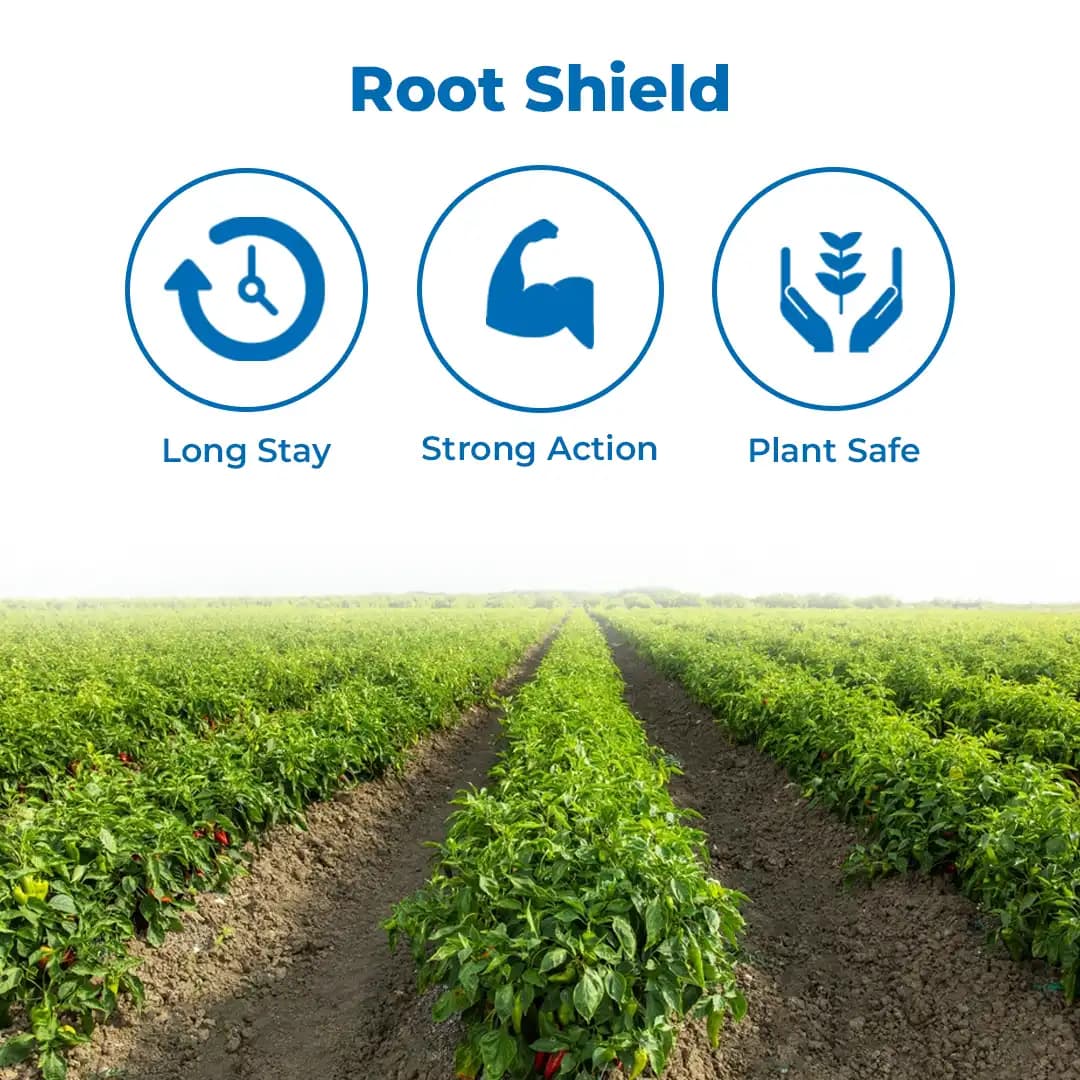 Sumitomo Kitoshi Azoxystrobin 12.5% + Tebuconazole 12.5% Sc Systemic Fungicide , For The Control Of Many Fungal Pathogens And Diseases - Image 3