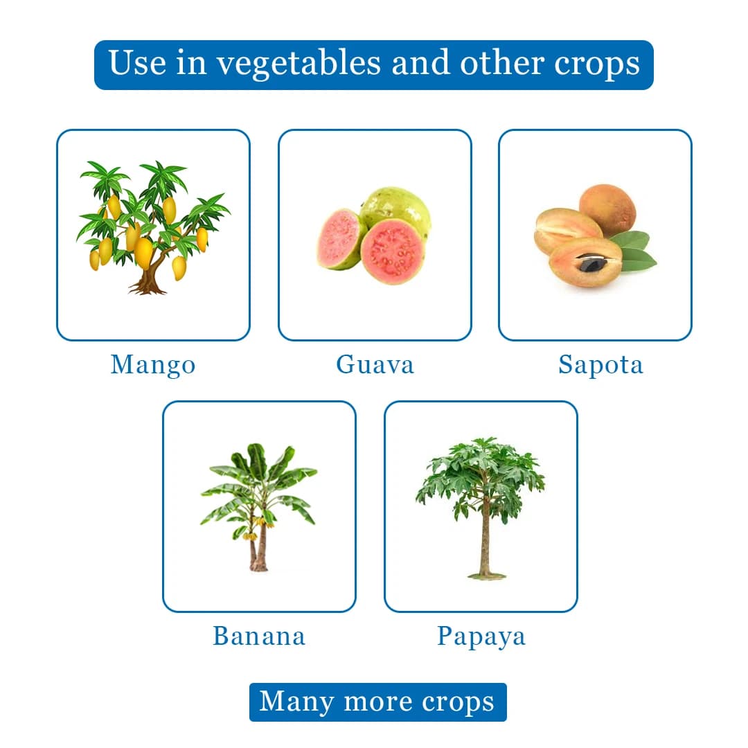सागर फ्रूट फ्लाई ट्रैप ग्लास, बैक्टोसेरा कुकुरबिटे ल्यूर, प्रभावी खरबूजा और फल मक्खी नियंत्रण - Image 4