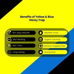 Chipku A5 Yellow & Blue Sticky Trap For Insects, For Garden & Agriculture To Control Whiteflies, Aphids, Thrips, Jassids 9