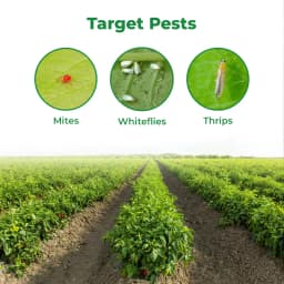 Dhanuka DECIDE Etofenprox 6% + Diafenthiuron 25% WG Insecticide, Broad Spectrum, Effective For Mites, Thrips, Whitefly And Sucking Pests 3