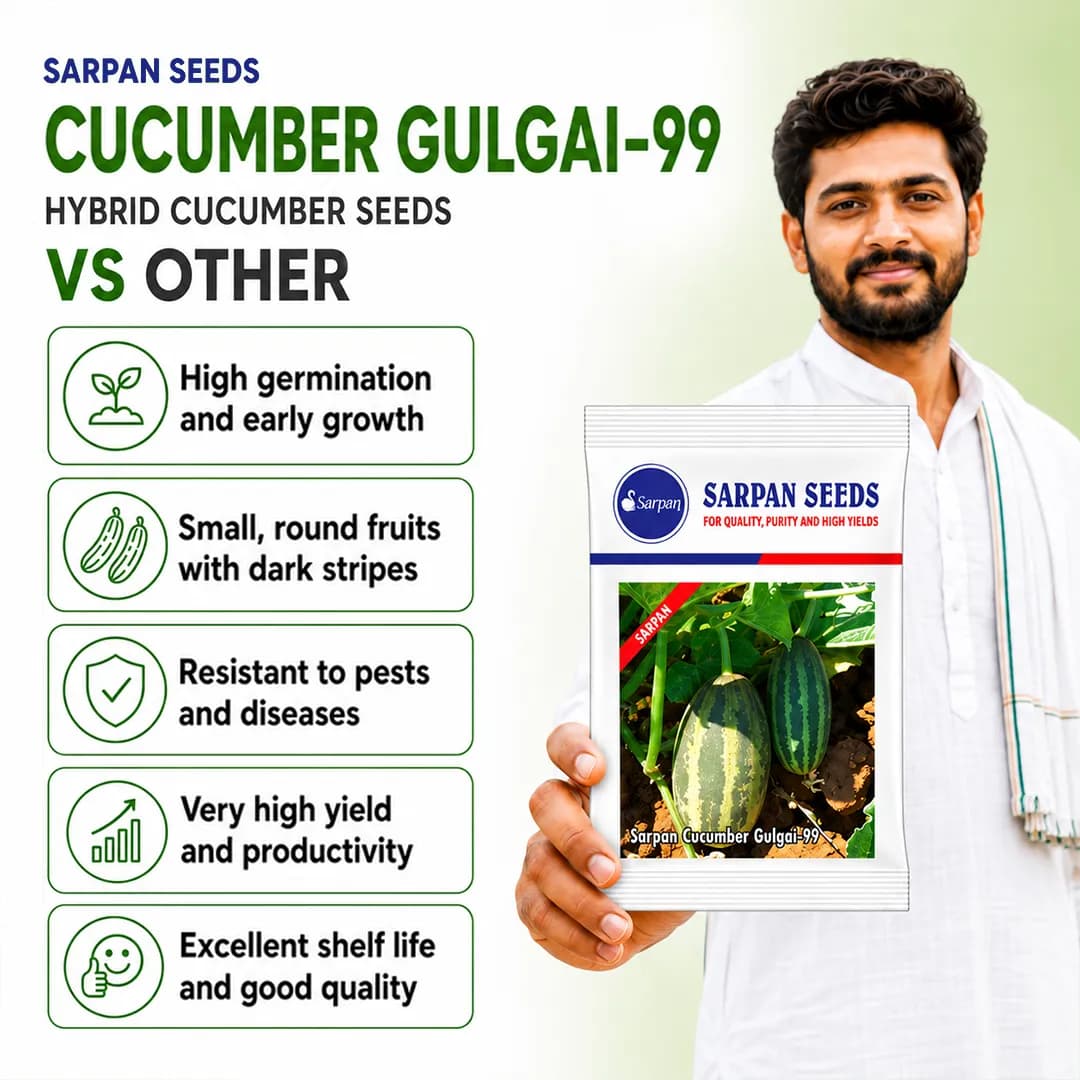 సర్పన్ హైబ్రిడ్ కీర దోస గుల్గై-99, అత్యధిక దిగుబడి, అద్భుతమైన షెల్ఫ్ లైఫ్ - Image 3