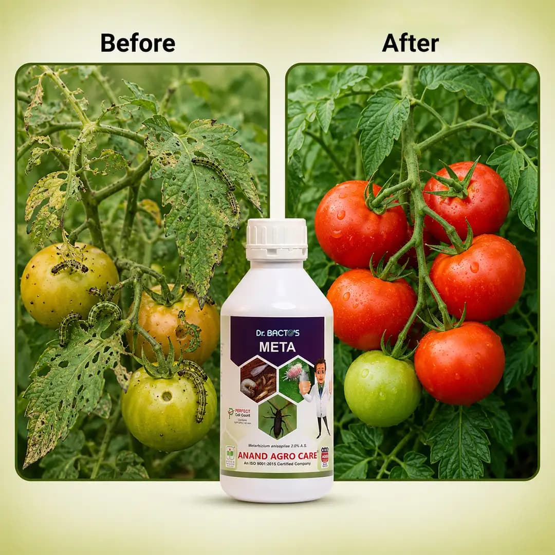 Dr. Bacto\'s Vertigo, Verticillium Lecanii, Effective Against all Soft Body Sucking Insects Like Thrips, Mealy Bugs, Whiteflies, Jassids, Aphids, Mites - Image 3