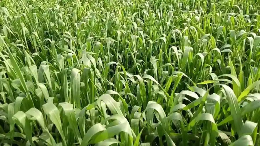 S.K. International Punjabi Multicut Grass Seeds - Image 8