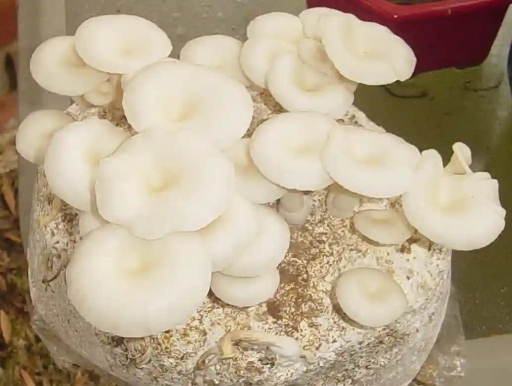 SporeKart White Oyster Mushroom Liquid Culture (10ml), 100% Clean, Active Mecelium Liquid Spawn. - Image 2