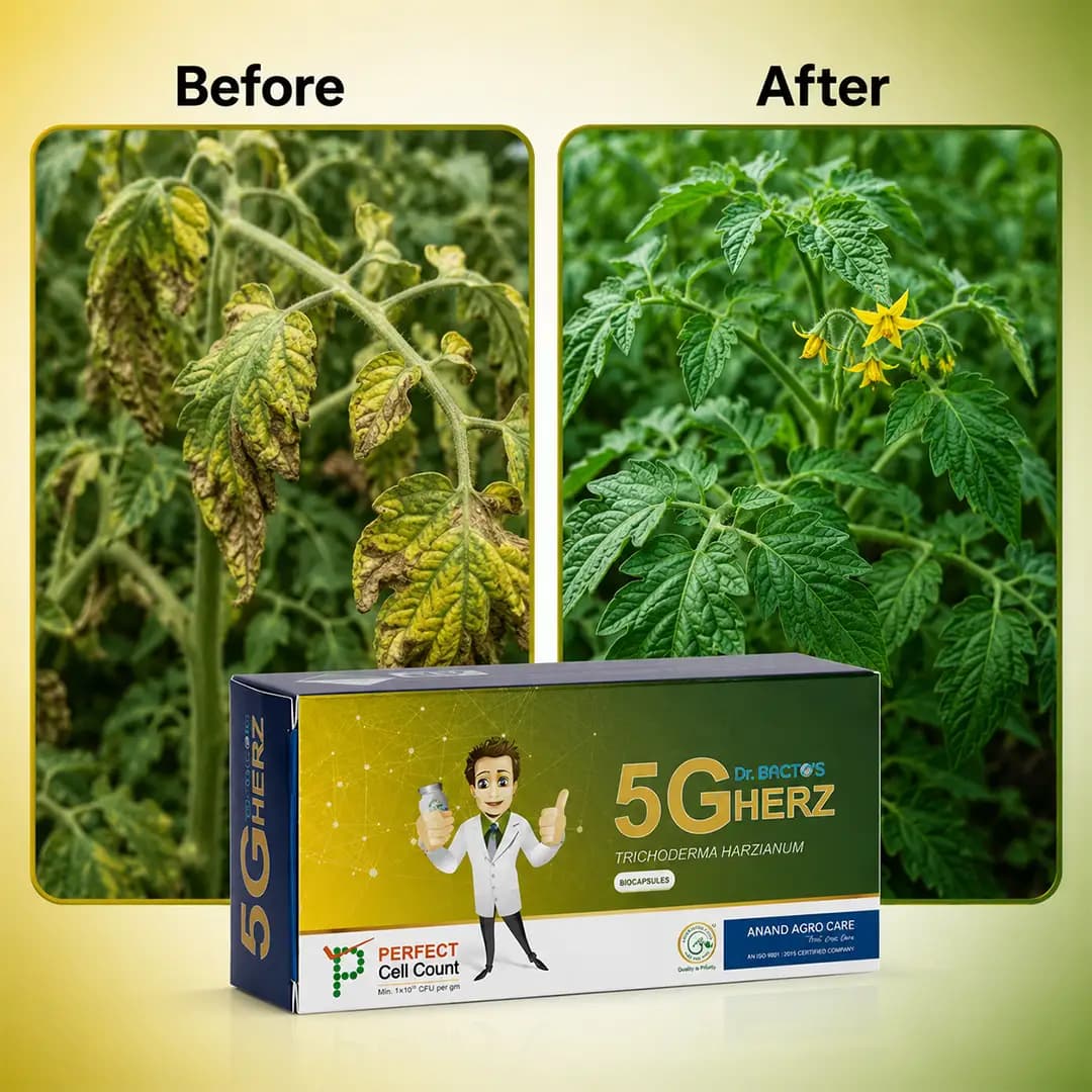 డా. బాక్టోస్ 5G హెర్జ్ బయో క్యాప్సూల్స్, ట్రైకోడెర్మా హార్జియానమ్ అనేక శిలీంధ్ర సంక్రమణలపై సమర్థం, ఇతర మొక్కల వ్యాధికారక జీవుల పెరుగుదలను నివారిస్తుంది - Image 3