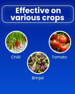 Katyayani Ozil Spiromesifen 22.9% SC Insecticide, Advanced Chemical for Targeted Pest Management 4