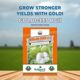 Goldi-333 BGll Hybrid Cotton Seeds (475 Gm) Bollgard ll Technology, Kapas Ke Beej 2