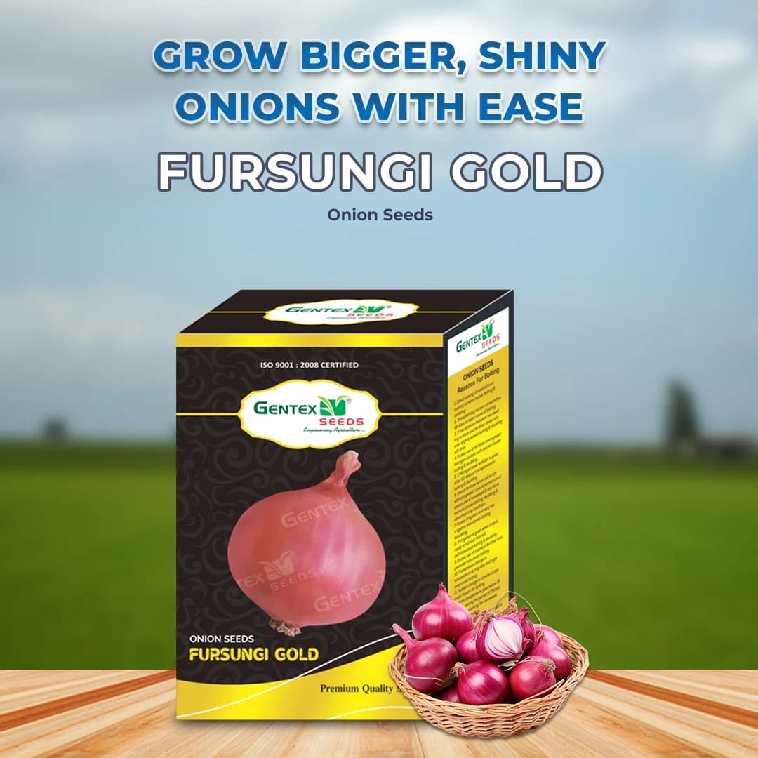 Gentex Fursungi Gold Onion Seeds, Kande Ke Beej For Late Summer to Winter Season, Pink Light Red - Image 2