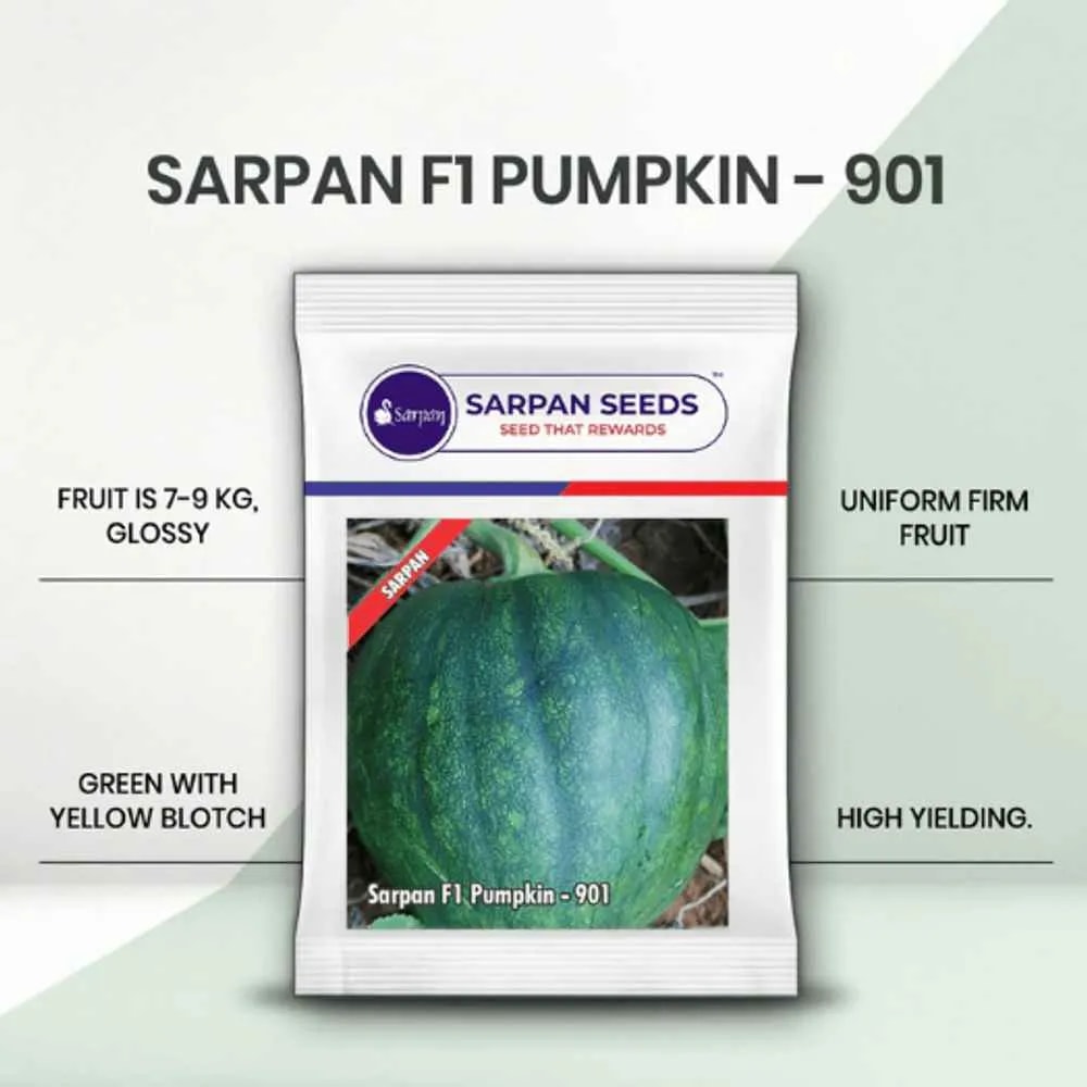 Sarpan F1 Pumpkin-901, Pumpkin Seeds, High Round Fruits, High yielding Variety